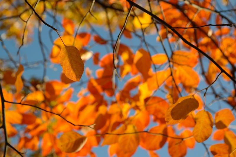 صور تحتوي #أحمر #الخريف #أحمر_الدم #Amelanchier #اوراق_اشجار #البرتقالي
