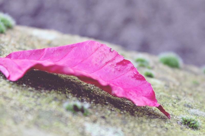 صور لـ #أرض #صورة قريبة #حجر #طحلب #ورقة_الشجر #الخريف #أحمر