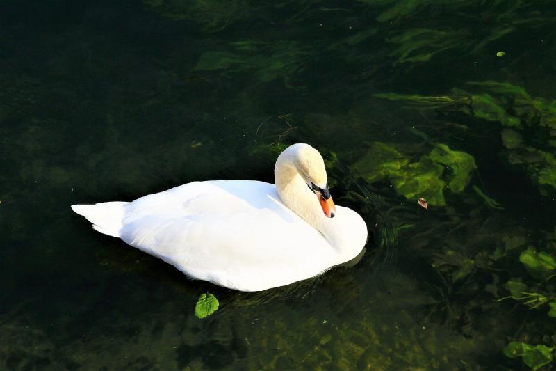 صور لـ #طائر #بجعة #ماء #طبيعة #أبيض #حيوان #مجنح