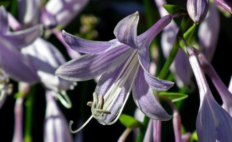 صور تحتوي #الصيف #البنفسجي #صورة قريبة #حديقة #ورقة_Hosta #زهرة
