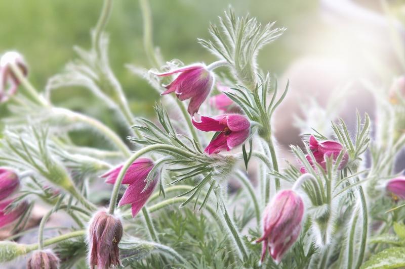 صور لـ #ربيع #Pasqueflower #زهرة_الباسك_المشتركة