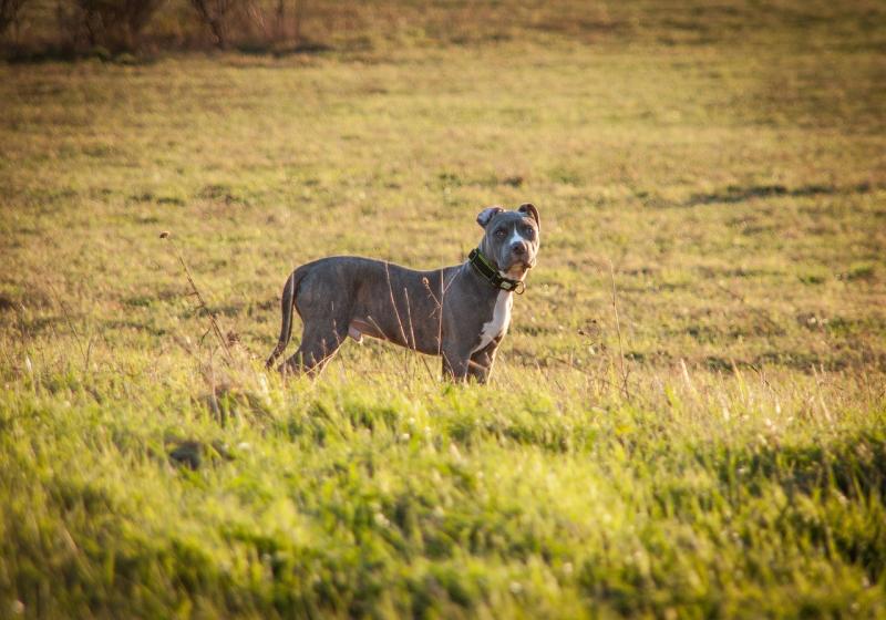صور لـ #حيوان #جحر #جذاب #حلو #الكلب #حيوان_اليف #Amstaff #جرو