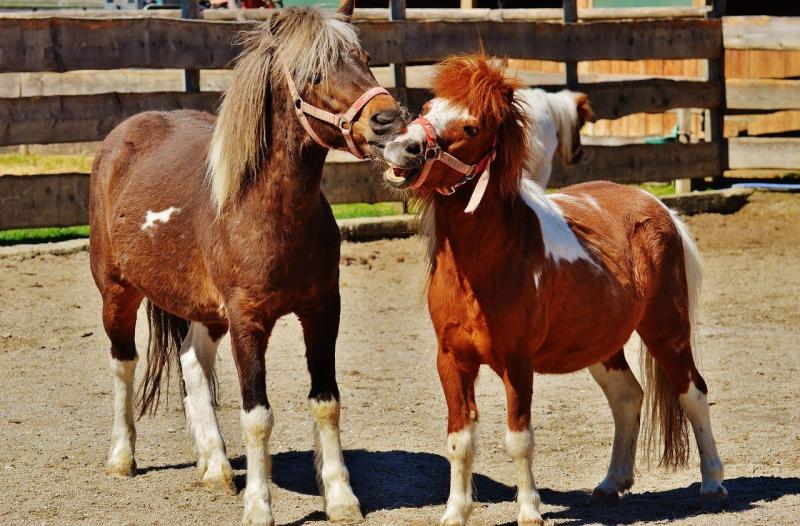 صور لـ #خيل #مضحك #لعب #فرس_البحر #طبيعة #حيوان #مهر