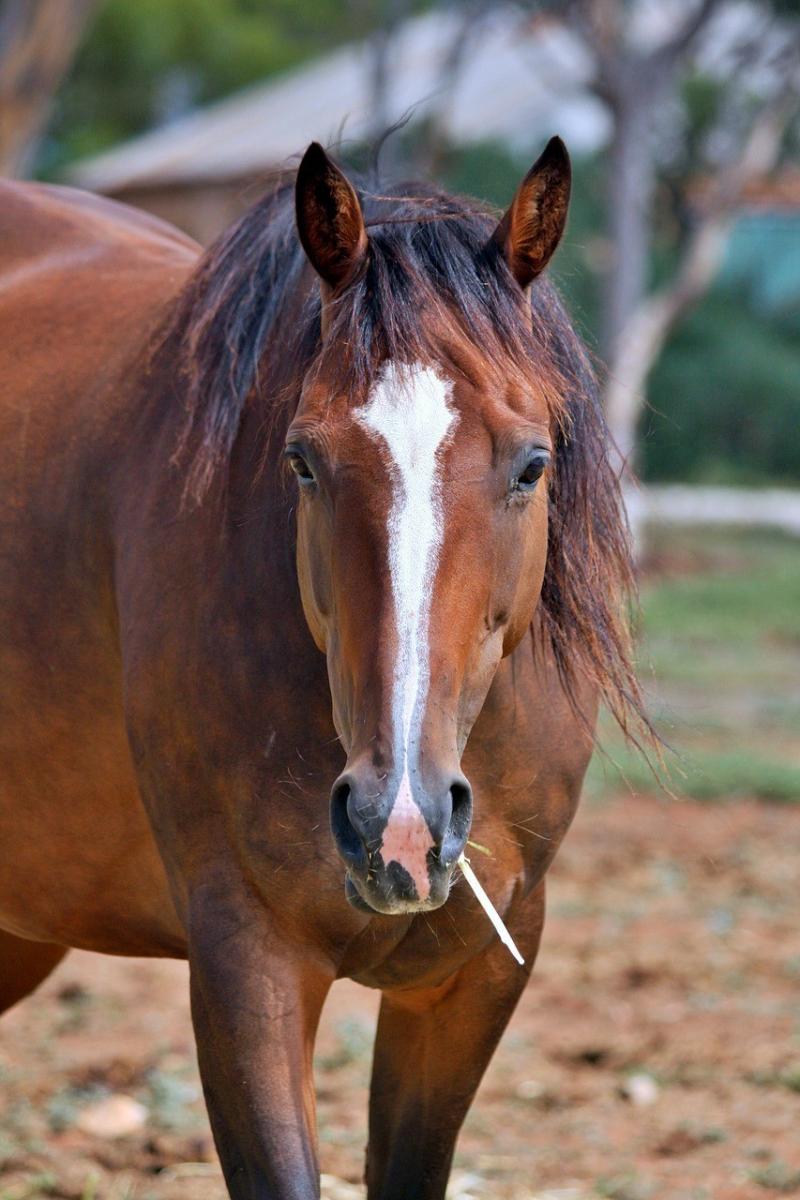 صور لـ #خيل #فرسي #بنى #عمل #خليج #المشي #عظيم