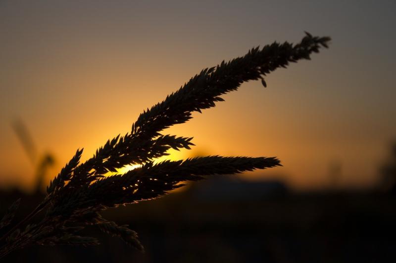 صور لـ #مرج__مرعى__أرض_معشوشبة #ساعة_الأرض #طويل_القامة_العشب #نجيل #ناضج