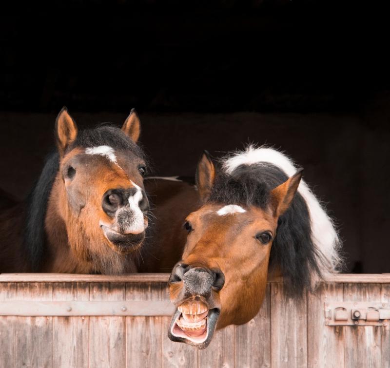 صور لـ #Flehmen #سلاح_الفرسان #حصان #حيوان #الحيوان_الثديي #صورة #Mane