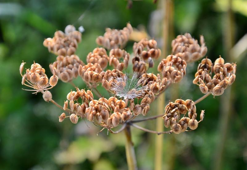 صور لـ #جاف #بدين #Hogweed #طبيعة #نبات