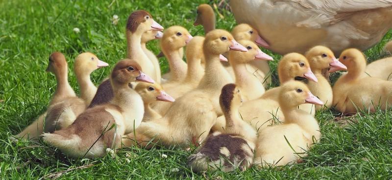 صور لـ #Goslings #الفراخ #ريش_الطيور #يونغ_بيرد #بجعة
