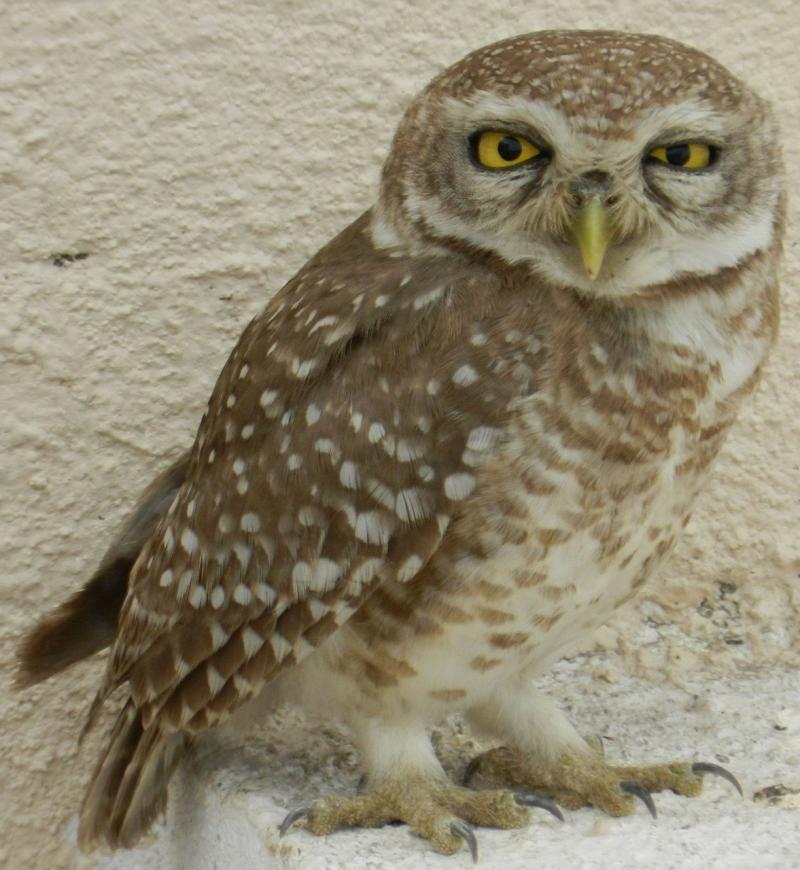 صور لـ #Owlet #رابتور #عيون_صفراء #طير_جارح #بومة #مراقب