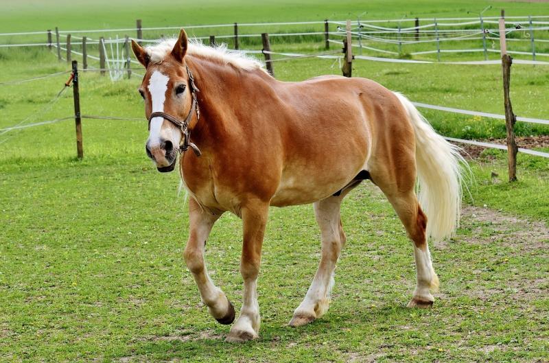 صور لـ #طبيعة #Mane #Pferdeportrait #حصان #Haflinger