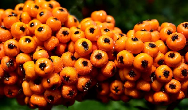 صور لـ #التوت #ثمار #رماد_الجبل #رماد #Rowanberries