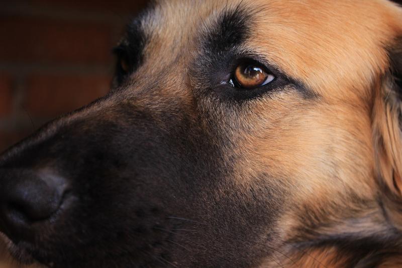 صور لـ #صورة #Canidae #حيوان #الثدييات #الكلب #حيوان_اليف #يبحث