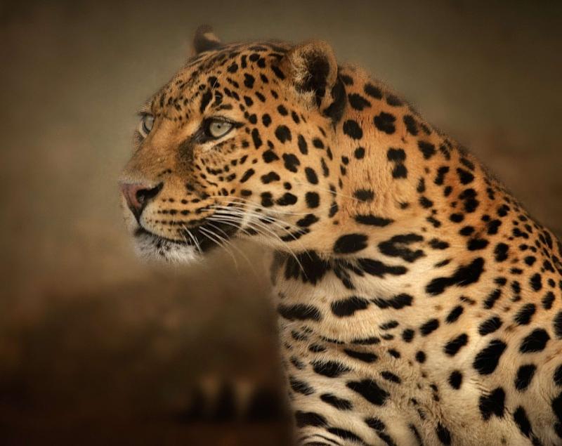 صور تحتوي #ريدات #المكثف #عيون #بقع #صورة #فهد