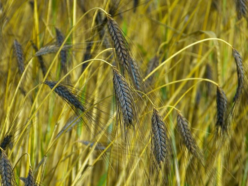 صور لـ #Urkorn #Triticum_Dicoccum_Black_Emmer #حبوب