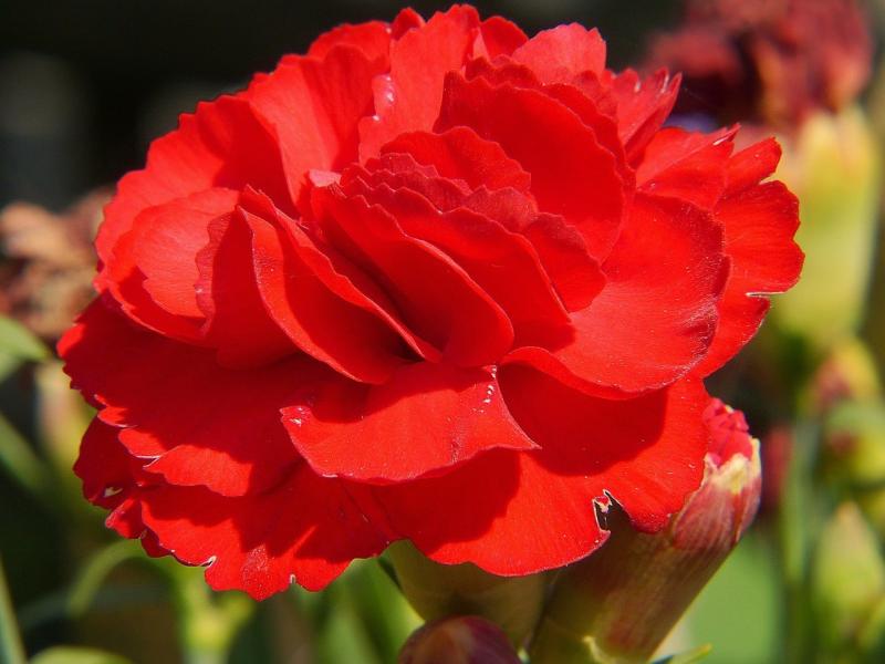 صور لـ #نبات #زهر #أحمر #Dianthus #زهرة #إزهار #قرنفل