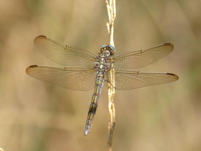 صور لـ #اليعسوب #جمال #Orthetrum_Chrysostigma #التفاصيل