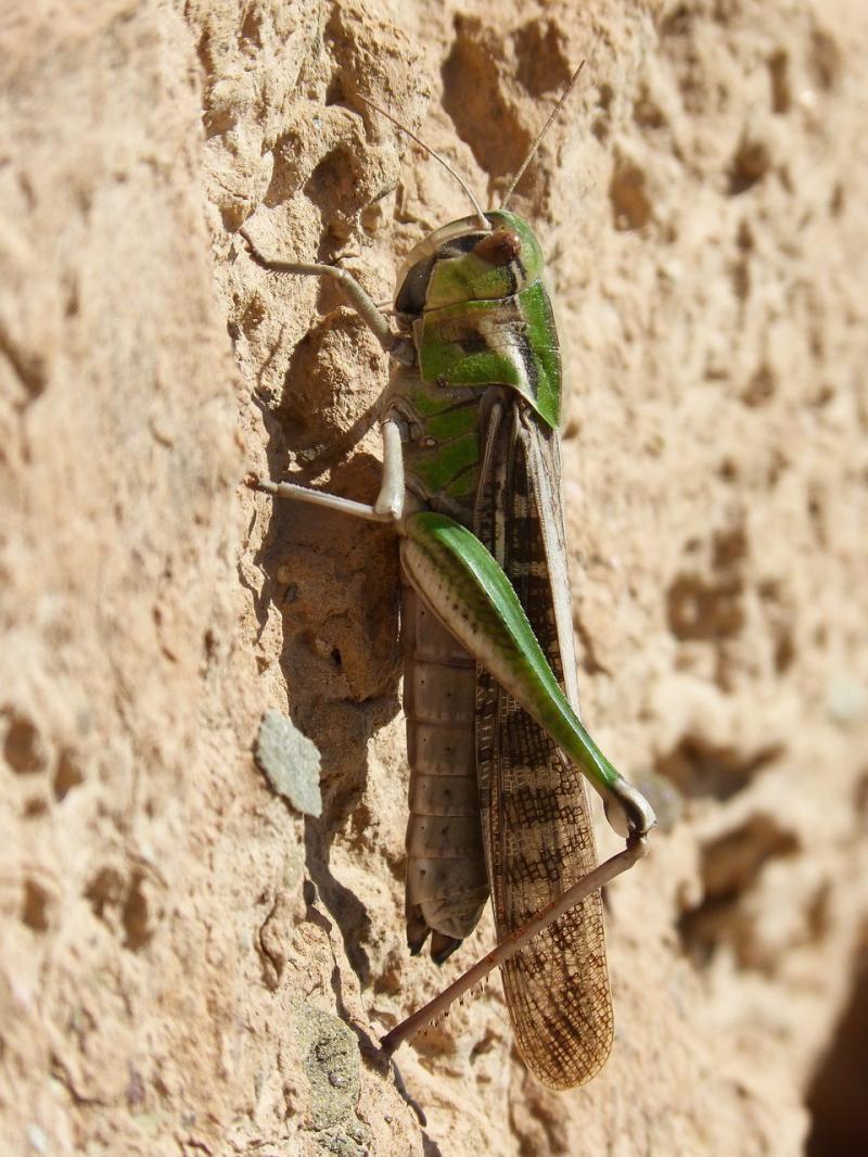 صور لـ #الجراد #الجندب_الأخضر #Orthopteron #سرطان_البحر