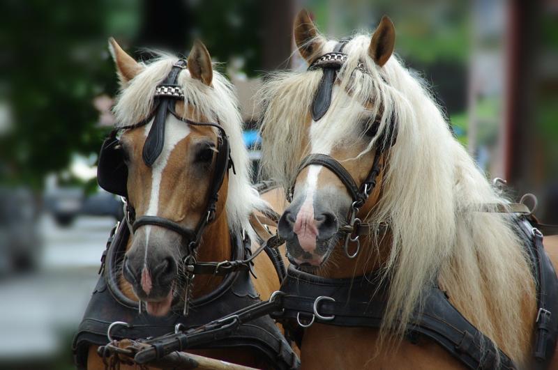 صور لـ #خيل #حيوان #راس_الحصان #الفريق
