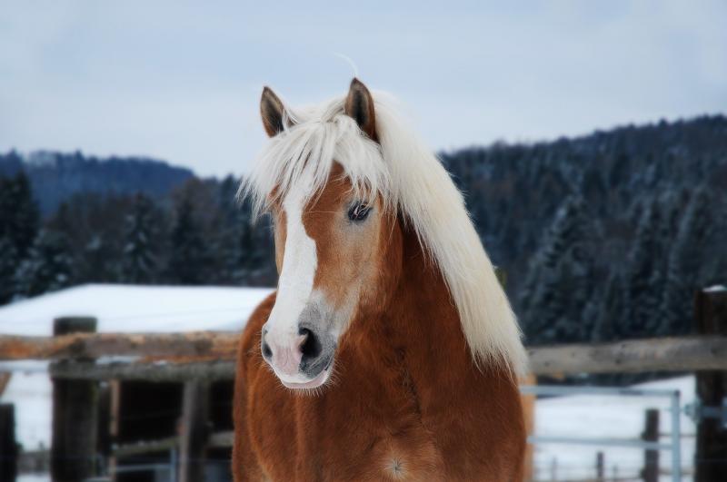 صور لـ #حيوان #حصان #ثلج #رئيس #Haflinger #شقراء #صورة