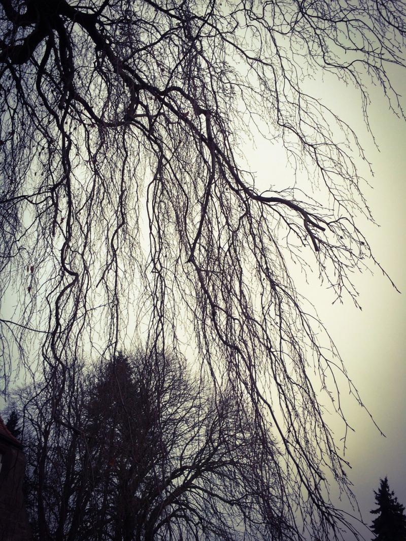 صور تحتوي #طبيعة #شجرة #أصلع #شجرة_الصفصاف #نبات