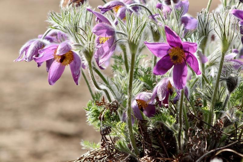 صور لـ #زهرة_الباسك #Pasqueflower #البنفسجي #الحوذان_عشب