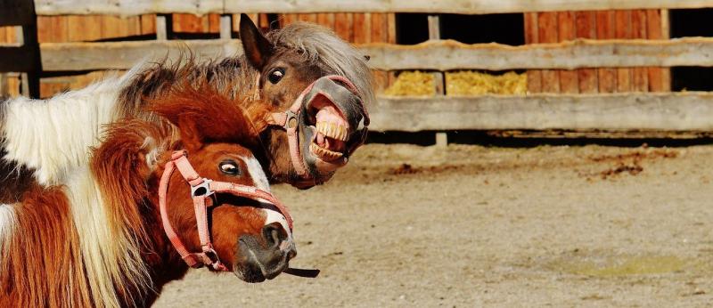 صور لـ #حيوان #جذاب #طبيعة #مضحك #فرس_البحر #لعب #خيل