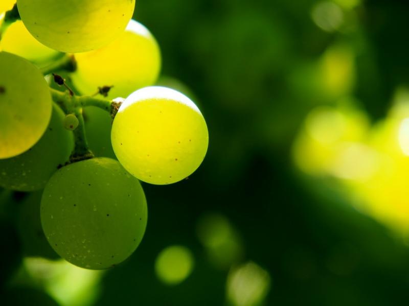 صور لـ #الخريف #صانع_النبيذ #الكروم #Winegrowing #حقل_عنب #أخضر