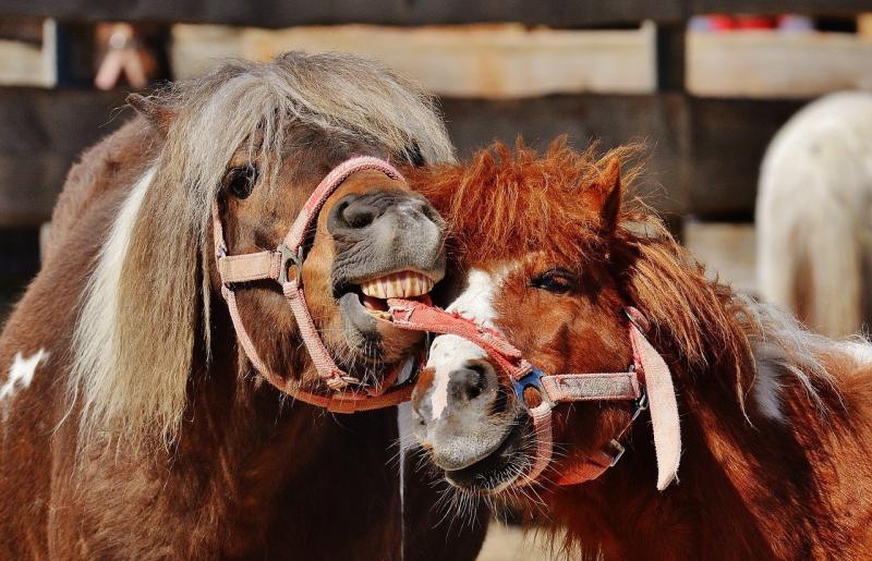 صور لـ #طبيعة #فرس_البحر #جذاب #لعب #مضحك #خيل #حيوان