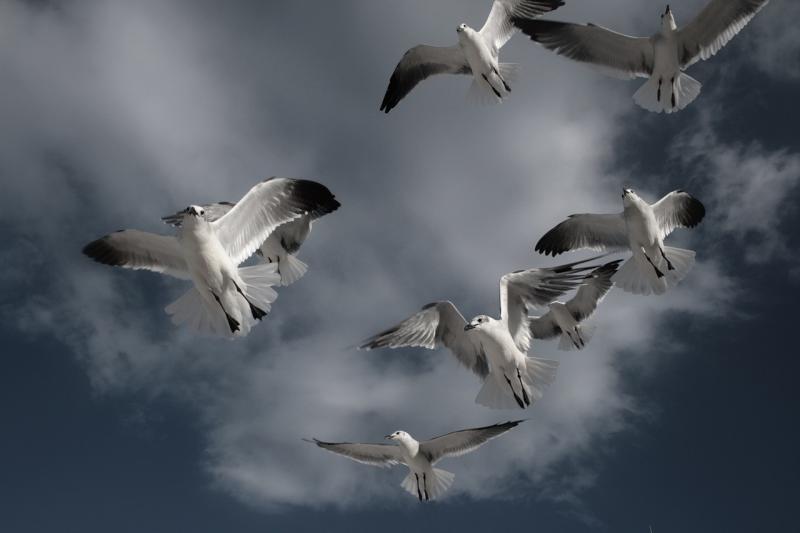 صور لـ #طيران #جناح #سماء #حرية #الطيور #أبيض #الطيور_تحلق