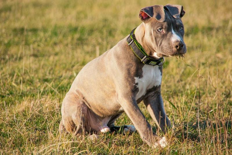 صور لـ #جذاب #الكلب #جرو #حلو #حيوان_اليف #جحر #حيوان #Amstaff