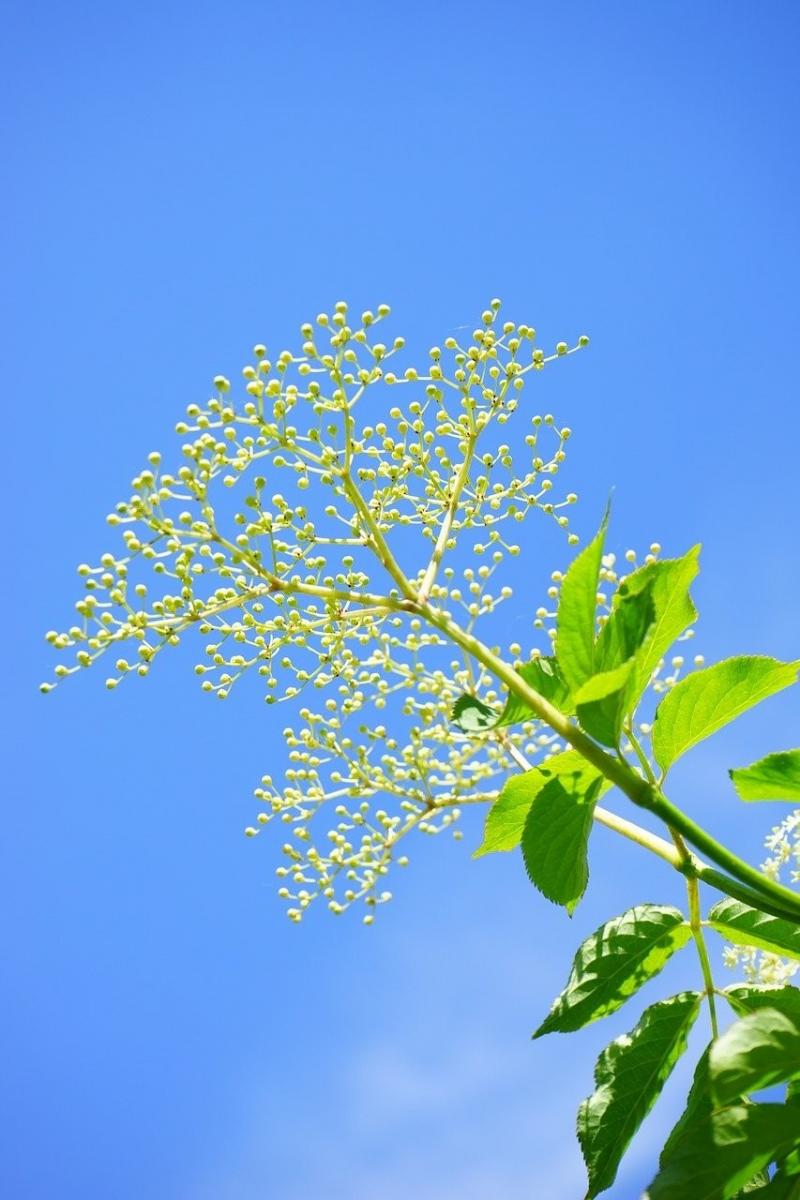 صور لـ #العروض #بلاك_إلدبيري #Elderflower #فرع_شجرة