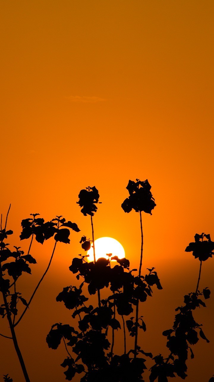 صور لـ #الساعة_الذهبية #غروب_الشمس #الأشجار #ساعة_الأرض #الهند