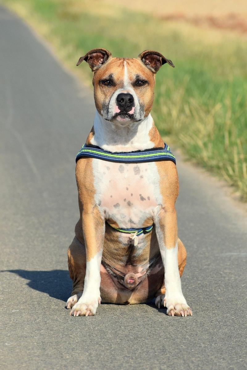 صور لـ #كلب_أمريكي_ذو_عضلات_قوية #الكلب #Amstaff