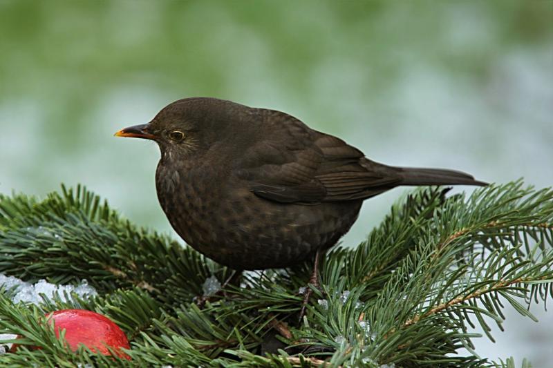 صور لـ #خنق #طائر #Turdus_Philomelos #شتاء #حديقة