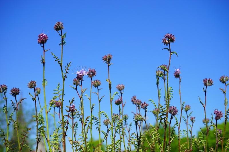 صور لـ #زهرة #Phacelia #النورات #زهور