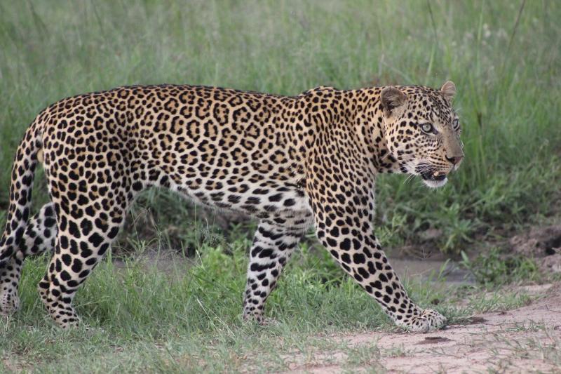صور لـ #كينيا #Masai_Mara #رحلات_السفاري #فهد #الحيوانات_البرية