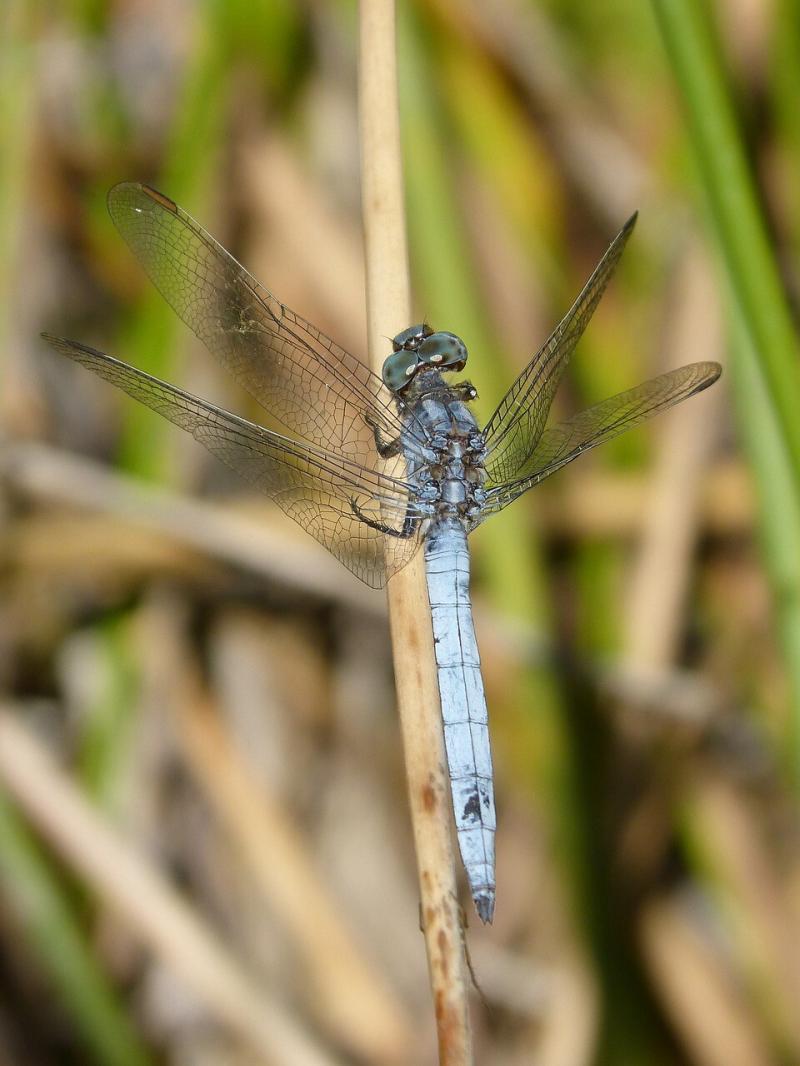 صور لـ #اليعسوب_الأزرق #اليعسوب #Orthetrum_Brunneum