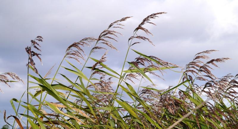 صور لـ #قصب #جسر #infructescence #الخريف