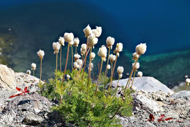 صور لـ #الصخور #أزرق #طبيعة #الزهور_البرية #النباتات #قطن #ماء