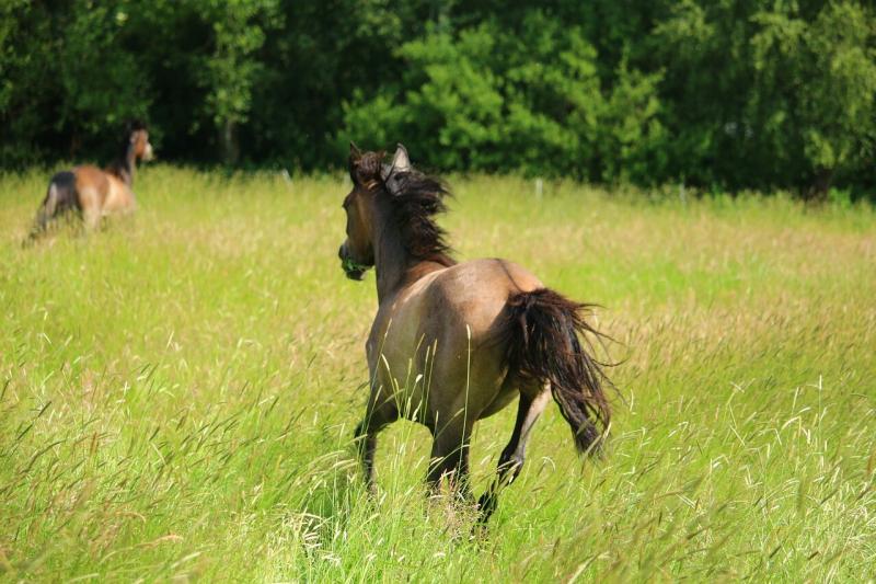 صور لـ #رماحة #حصان #مرج #مرعى #بنى