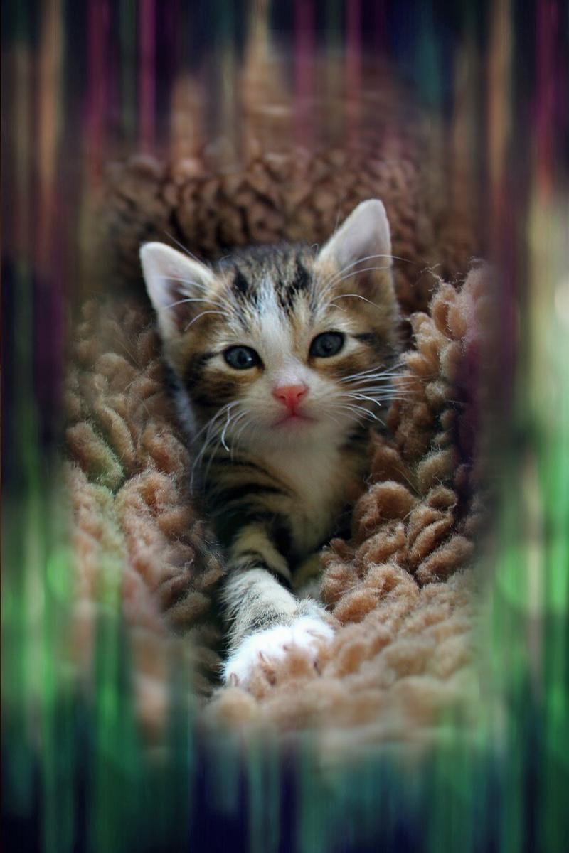 صور لـ #القط_الطفل #قطه_صغيره #القطط_الصغيرة #حيوان #قطه_صغيرة #جذاب