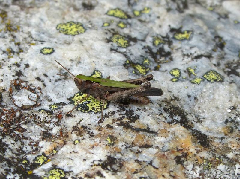 صور لـ #Orthopteron #سرطان_البحر #الجراد #حشرة