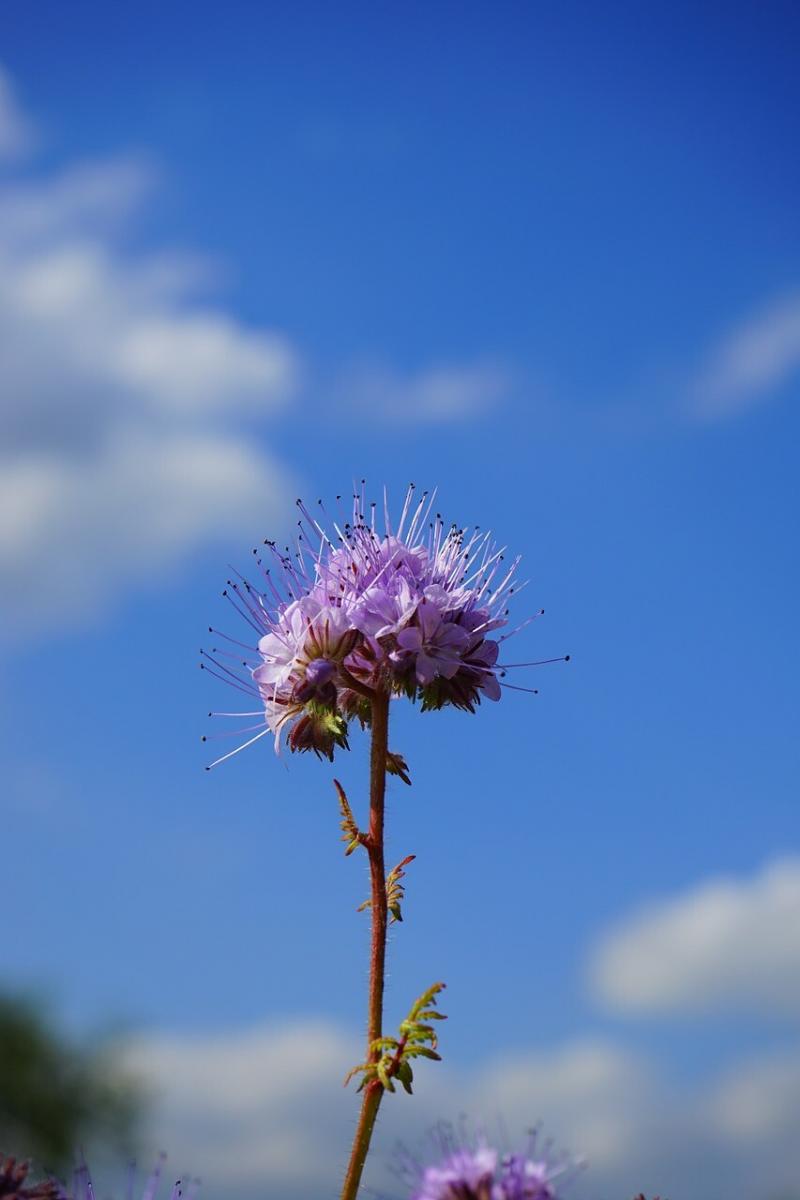 صور لـ #زهور #Phacelia #النورات #زهرة