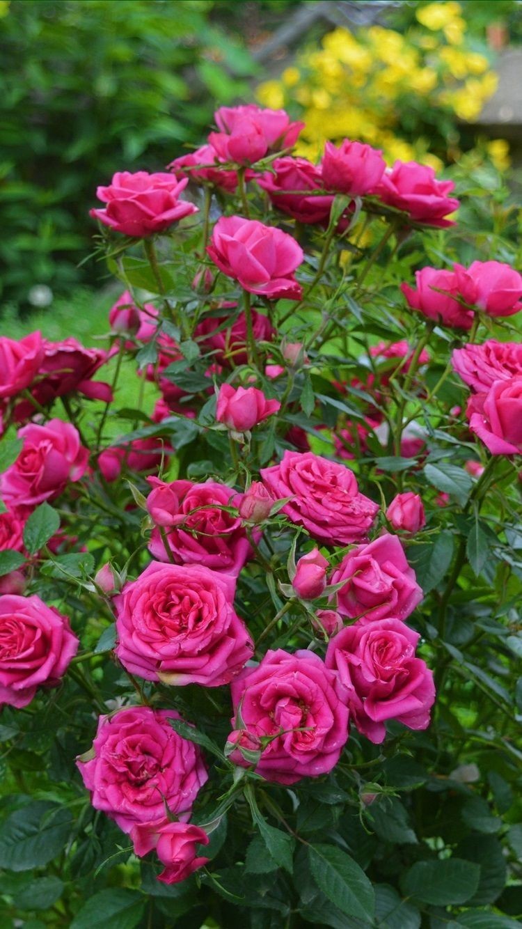 #خلفيات #حدائق #Gardens #ورود #Roses عالية الوضوح - 8