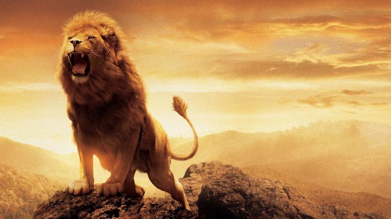 #خلفيات #أسود #Lion #أسد #حيوانات #طبيعة - 23