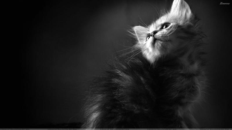 #خلفيات #قطط #قطة #Cat #سوداء #أسود #Black عالية الوضوح - 14