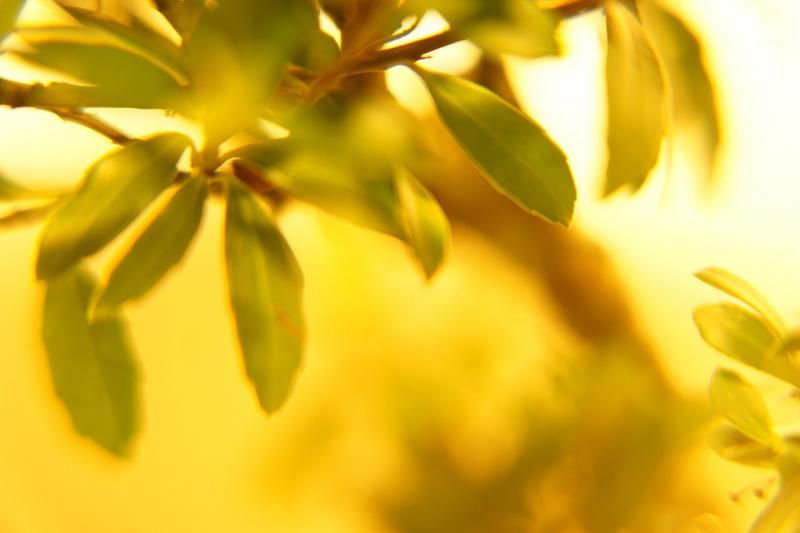 صور لـ #شجرة #توهج #طبيعة #أخضر #اوراق_اشجار #الأصفر #الصيف #ذهب