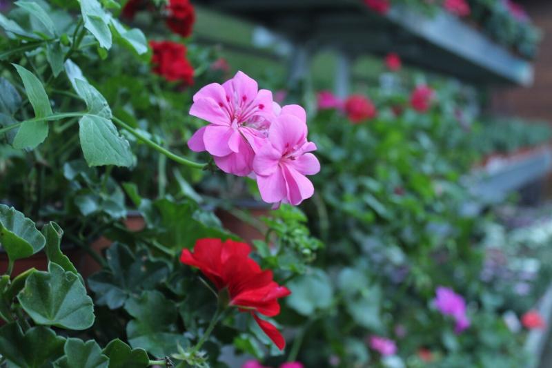 صور لـ #زهرة_وردية #وردة_حمراء #صورة_زهرة #ازهار_الربيع