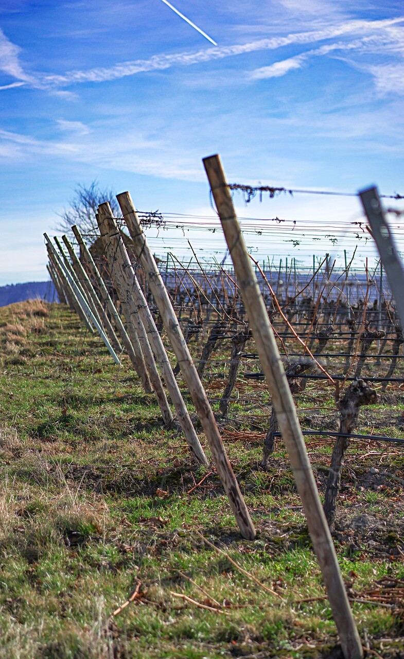 صور لـ #بناء #نبيذ #تفاصيل #يأتي #حقل_عنب #Winegrowing
