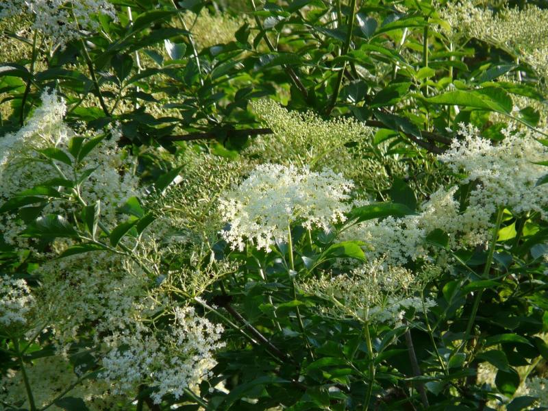 صور لـ #إزهار #Elderflower #أبيض #زهر #بلاك_إلدبيري